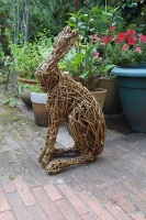 Willow Hare sitting.